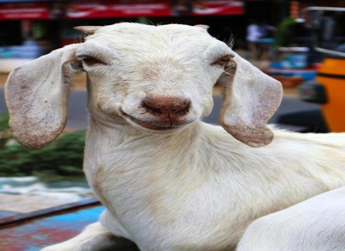 2026 KONYA KURBAN KESİM FİYATLARI YÜKSELDİ