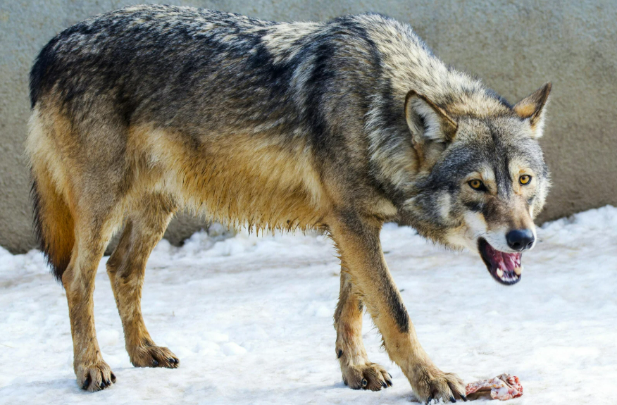 SEYDİŞEHİR'DE KURT SALDIRISI