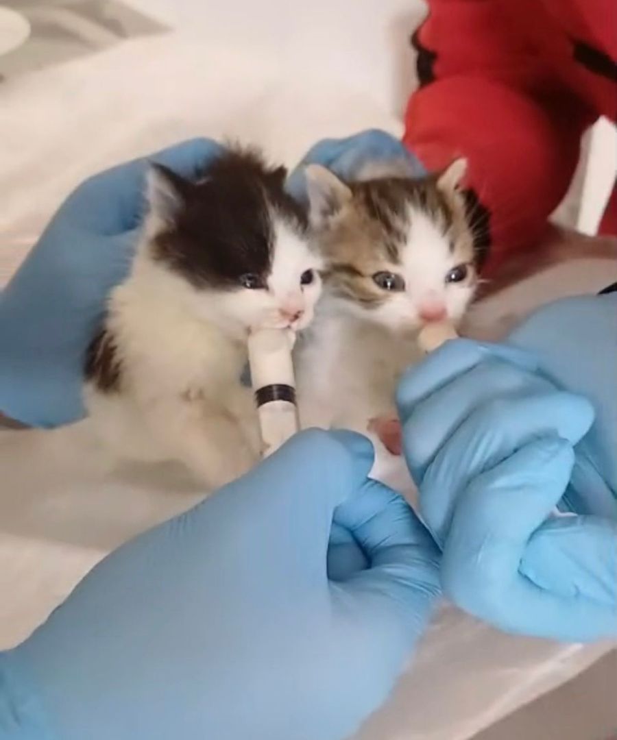 ANNESİZ KEDİLER BARINAKTA BAKIMA ALINDI