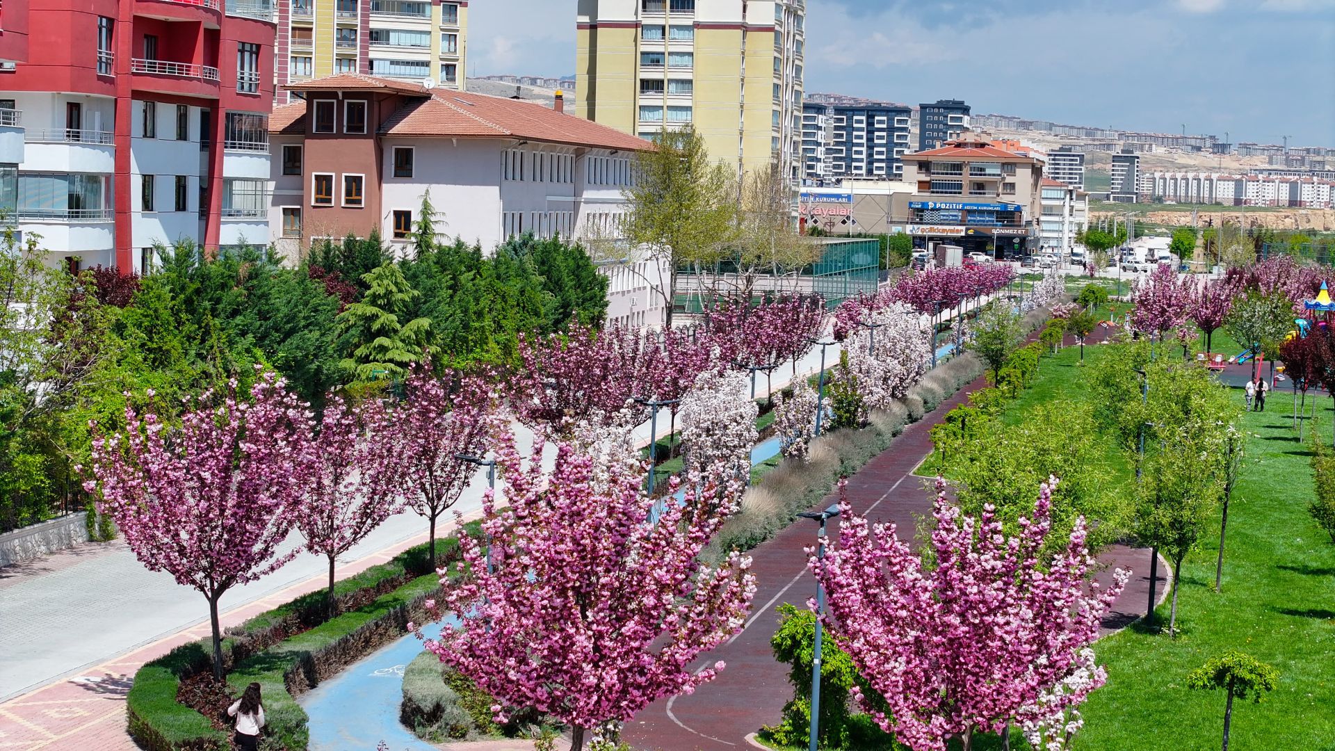 BAHAR GELDİ JAPON AĞAÇLARI ÇİÇEK AÇTI