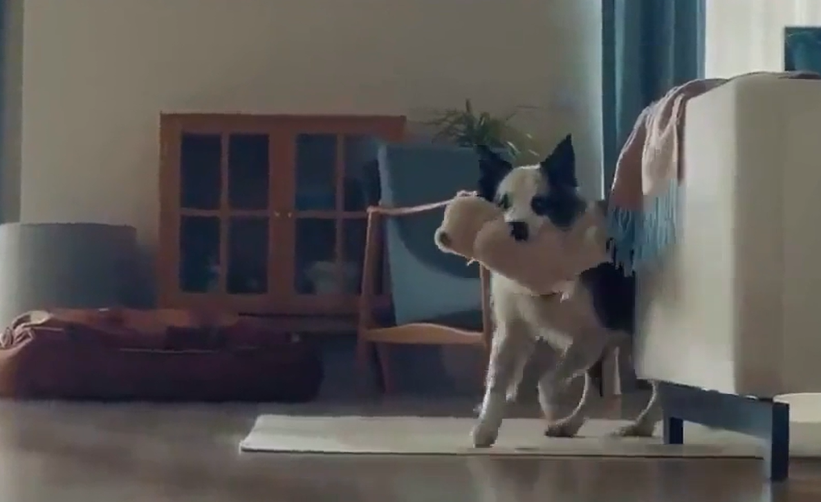 ÇOCUK YERİNE KÖPEK KULLANDI SORUŞTURMA AÇILDI