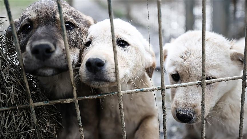 BAKAN ÇİFTÇİ: SOKAK KÖPEKLERİNİN YÜZDE 74'Ü TOPLANDI